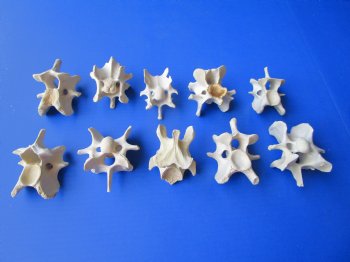 10 Wild Hog Neck Vertebrae Bones in Bulk 2 to 3-3/4 inches  for $2.25 each