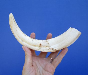 11 inches Huge African Warthog Tusk<font color=red> (7-1/2 inches solid) </font> - Buy this one for $69.99