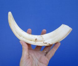 11 inches Huge African Warthog Tusk<font color=red> (7-1/2 inches solid) </font> - Buy this one for $69.99