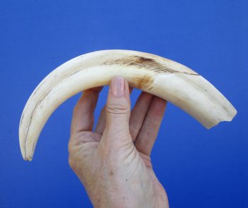 11 inches Huge African Warthog Tusk<font color=red> (7-1/2 inches solid) </font> - Buy this one for $69.99