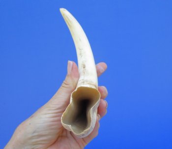 11 inches Huge African Warthog Tusk<font color=red> (7-1/2 inches solid) </font> - Buy this one for $69.99