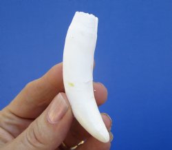 3 inches Authentic Large Alligator Tooth from a Florida gator - Buy this one for $19.99  <font color=red>SALE $16.99 </font>