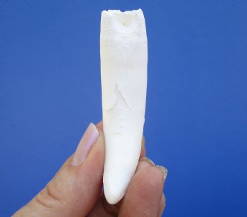 3 inches Authentic Large Alligator Tooth from a Florida gator - Buy this one for $19.99  <font color=red>SALE $16.99 </font>
