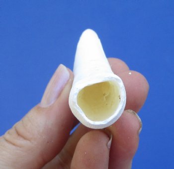 3 inches Authentic Large Alligator Tooth from a Florida gator - Buy this one for $19.99  <font color=red>SALE $16.99 </font>