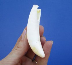 3-1/2 inches Large Authentic Alligator Tooth for Sale for $29.99 <font color=red> SALE $24.99 </font>