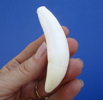 3-1/2 inches Large Authentic Alligator Tooth for Sale for $29.99 <font color=red> SALE $24.99 </font>