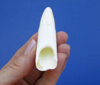 3-1/2 inches Large Authentic Alligator Tooth for Sale for $29.99 <font color=red> SALE $24.99 </font>
