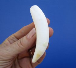 3-1/2 inches Large Authentic Alligator Tooth for Sale for $29.99 <font color=red> SALE $24.99 </font>