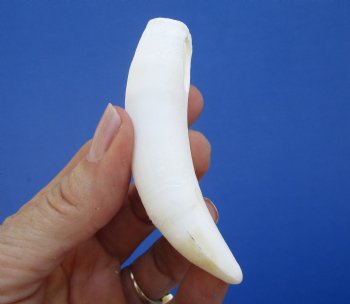 3-1/2 inches Large Authentic Alligator Tooth for Sale for $29.99 <font color=red> SALE $24.99 </font>