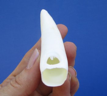 3-1/2 inches Large Authentic Alligator Tooth for Sale for $29.99 <font color=red> SALE $24.99 </font>