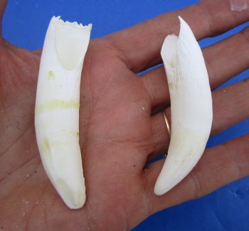 Two Real Alligator Teeth, 2-7/8 inches for $19.99 <font color=red> SALE $16.99 </font>