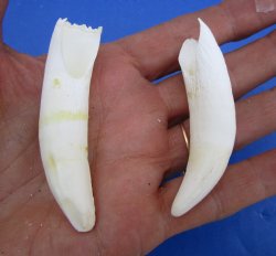 Two Real Alligator Teeth, 2-7/8 inches for $19.99 <font color=red> SALE $16.99 </font>