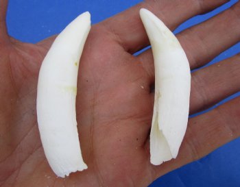 Two Real Alligator Teeth, 2-7/8 inches for $19.99 <font color=red> SALE $16.99 </font>