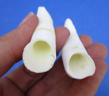 Two Real Alligator Teeth, 2-7/8 inches for $19.99 <font color=red> SALE $16.99 </font>