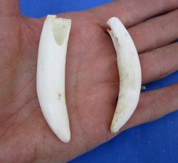 Two Real Alligator Teeth, 2-3/4 inches for $19.99 <font color=red> SALE $16.99 </font>