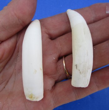 Two Real Alligator Teeth, 2-3/4 inches for $19.99 <font color=red> SALE $16.99 </font>