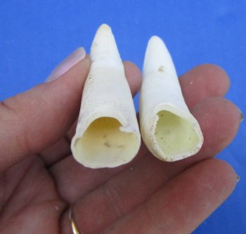 Two Real Alligator Teeth, 2-3/4 inches for $19.99 <font color=red> SALE $16.99 </font>