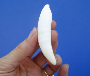 3 inches Large Florida Alligator Tooth - Buy this one for $19.99  <font color=red>SALE $16.99 </font>