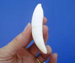 3 inches Large Florida Alligator Tooth - Buy this one for $19.99  <font color=red>SALE $16.99 </font>