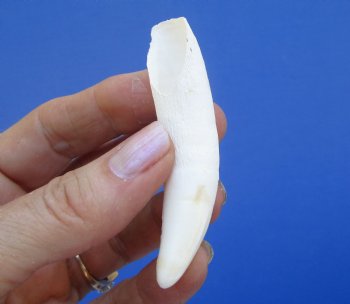 3 inches Large Florida Alligator Tooth - Buy this one for $19.99  <font color=red>SALE $16.99 </font>
