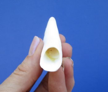 3 inches Large Florida Alligator Tooth - Buy this one for $19.99  <font color=red>SALE $16.99 </font>