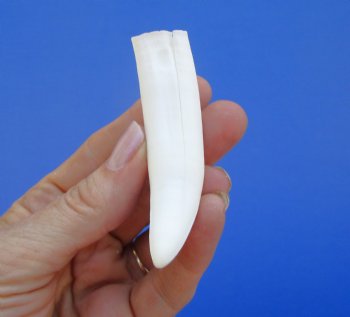 3-1/4 inches Authentic Large Alligator Tooth from a Florida gator - Buy this one for $19.99  <font color=red>SALE $16.99 </font>