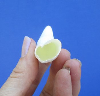 3-1/4 inches Authentic Large Alligator Tooth from a Florida gator - Buy this one for $19.99  <font color=red>SALE $16.99 </font>