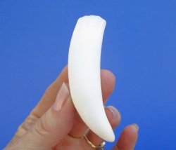 3-1/4 inches Authentic Large Alligator Tooth from a Florida gator - Buy this one for $19.99  <font color=red>SALE $16.99 </font>