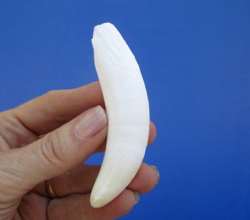 3-3/4 inches Large Authentic Alligator Tooth for Sale for $29.99 <font color=red> SALE $24.99 </font>