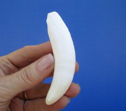 3-3/4 inches Large Authentic Alligator Tooth for Sale for $29.99 <font color=red> SALE $24.99 </font>