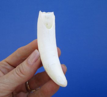 3-3/4 inches Large Authentic Alligator Tooth for Sale for $29.99 <font color=red> SALE $24.99 </font>