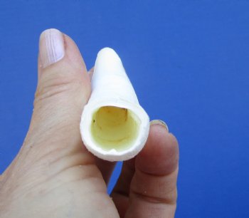 3-3/4 inches Large Authentic Alligator Tooth for Sale for $29.99 <font color=red> SALE $24.99 </font>