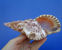 6-3/4 inches Atlantic Triton's Trumpet Shell - Buy this one for $19.99