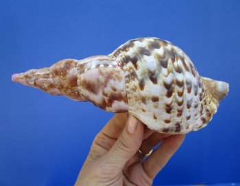 6-3/4 inches Atlantic Triton's Trumpet Shell - Buy this one for $19.99