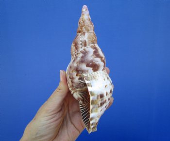 6-3/4 inches Atlantic Triton's Trumpet Shell - Buy this one for $19.99