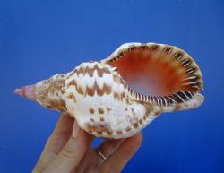 6-7/8 inches Atlantic Triton's Trumpet Shell - Buy this one for $19.99