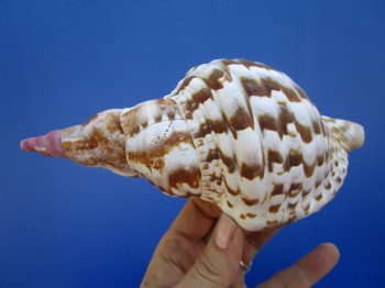 6-7/8 inches Atlantic Triton's Trumpet Shell - Buy this one for $19.99