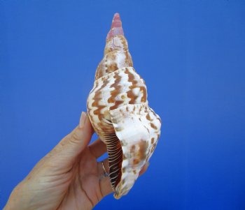 6-7/8 inches Atlantic Triton's Trumpet Shell - Buy this one for $19.99