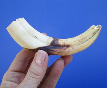 6 inches African Warthog Tusk, <FONT COLOR=RED> Grade B  (4-1/4 inches Solid) </font>  for $12.99
