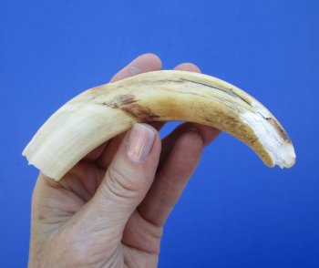 6 inches African Warthog Tusk, <FONT COLOR=RED> Grade B  (4-1/4 inches Solid) </font>  for $12.99