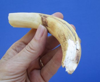 6 inches African Warthog Tusk, <FONT COLOR=RED> Grade B  (4-1/4 inches Solid) </font>  for $12.99