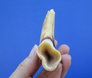 6 inches African Warthog Tusk, <FONT COLOR=RED> Grade B  (4-1/4 inches Solid) </font>  for $12.99