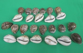 250 Indian Tiger Cowrie Shells <font color=red> Wholesale</font> 2-3/4 to 3 inches - .36 each