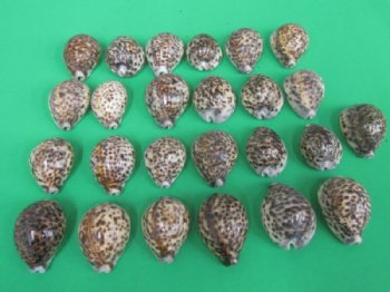 Indian Tiger Cowrie Shells in Bulk 2-1/2 to 2-3/4 inches - 25 @ .50 each; 100 @ .45 each