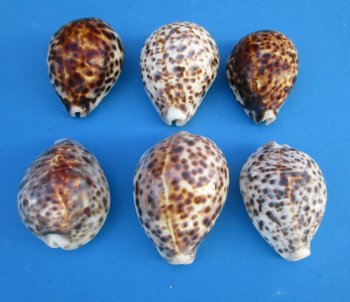 Large Tiger Cowrie Shells, 3 to 3-1/2 inches - Case:160 @ .56 each; 2 <font color=red>Wholesale Cases</font>  @ .49 each