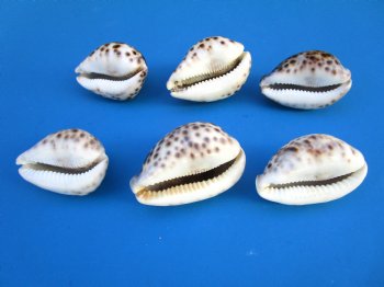 Large Tiger Cowrie Shells, 3 to 3-1/2 inches - Case:160 @ .56 each; 2 <font color=red>Wholesale Cases</font>  @ .49 each