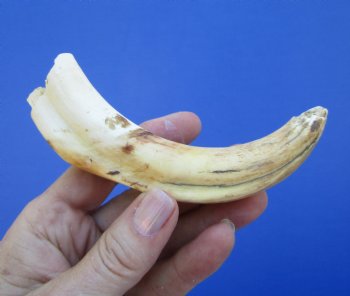 6 inches African Warthog Tusk, <font color=red> 4-1/2 inches Solid </font> for $14.99