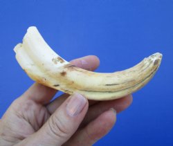 6 inches African Warthog Tusk, <font color=red> 4-1/2 inches Solid </font> for $14.99
