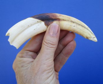6 inches African Warthog Tusk, <font color=red> 4-1/2 inches Solid </font> for $14.99