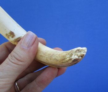 6 inches African Warthog Tusk, <font color=red> 4-1/2 inches Solid </font> for $14.99